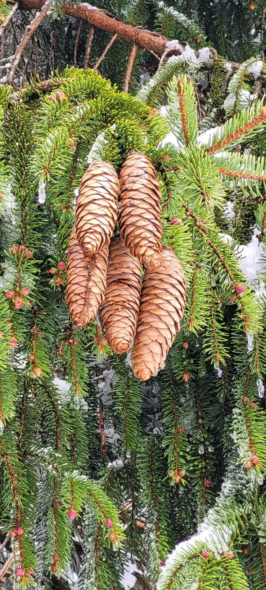 Gite Forestier Du Moulin Raon-sur-Plaine Экстерьер фото